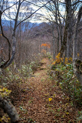入善町、黒部宇奈月温泉や白馬岳を眺められる富山県入善町の負釣山を紅葉の時期に登山する風景 A view of climbing Mt.Oiturushiyama in Nyuzen-cho, Toyama Prefecture, with views of Kurobe Unazuki Onsen and Mt.Shirouma-dake, during the season of autumn