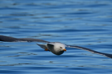GAVIOTA PATIAMARILLA