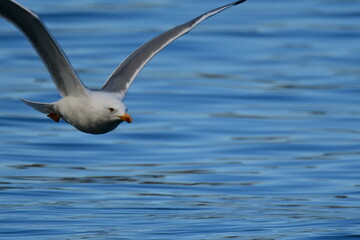 GAVIOTA PATIAMARILLA
