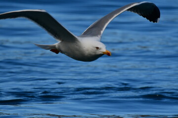 GAVIOTA PATIAMARILLA