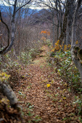 入善町、黒部宇奈月温泉や白馬岳を眺められる富山県入善町の負釣山を紅葉の時期に登山する風景 A view of climbing Mt.Oiturushiyama in Nyuzen-cho, Toyama Prefecture, with views of Kurobe Unazuki Onsen and Mt.Shirouma-dake, during the season of autumn