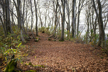 入善町、黒部宇奈月温泉や白馬岳を眺められる富山県入善町の負釣山を紅葉の時期に登山する風景 A view of climbing Mt.Oiturushiyama in Nyuzen-cho, Toyama Prefecture, with views of Kurobe Unazuki Onsen and Mt.Shirouma-dake, during the season of autumn