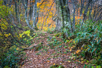 入善町、黒部宇奈月温泉や白馬岳を眺められる富山県入善町の負釣山を紅葉の時期に登山する風景 A view of climbing Mt.Oiturushiyama in Nyuzen-cho, Toyama Prefecture, with views of Kurobe Unazuki Onsen and Mt.Shirouma-dake, during the season of autumn