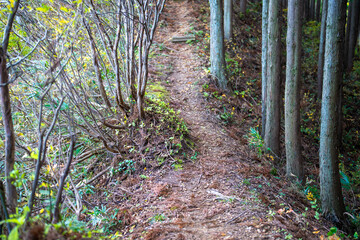 入善町、黒部宇奈月温泉や白馬岳を眺められる富山県入善町の負釣山を紅葉の時期に登山する風景 A view of climbing Mt.Oiturushiyama in Nyuzen-cho, Toyama Prefecture, with views of Kurobe Unazuki Onsen and Mt.Shirouma-dake, during the season of autumn
