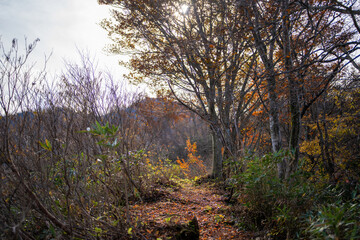 入善町、黒部宇奈月温泉や白馬岳を眺められる富山県入善町の負釣山を紅葉の時期に登山する風景 A view of climbing Mt.Oiturushiyama in Nyuzen-cho, Toyama Prefecture, with views of Kurobe Unazuki Onsen and Mt.Shirouma-dake, during the season of autumn