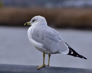seagull perched at the bay