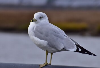 seagull perched at the bay