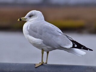 seagull perched at the bay