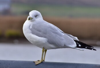 seagull perched at the bay