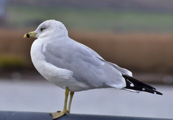 seagull perched at the bay