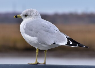 seagull perched at the bay