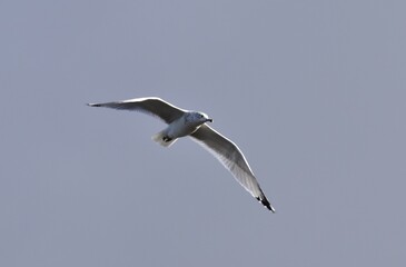 seagull in flight