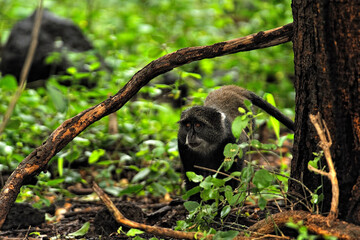 A little monkey in the leaves