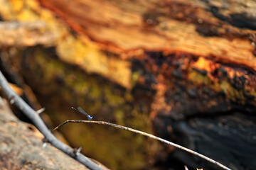 A pictture of a dragonfly