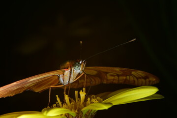 MARIPOSA