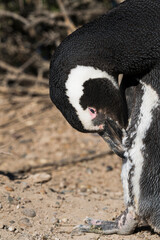 Magellanic Penguin in the foreground. Left side with flexed neck