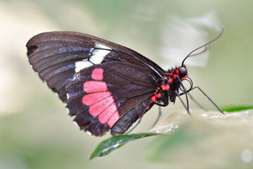 MARIPOSA