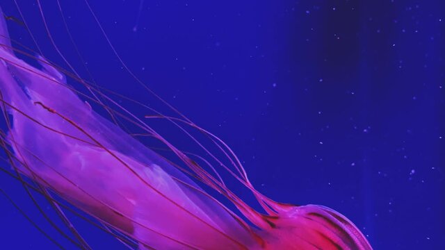 Jellyfish swimming in blue water. Chrysaora pacifica