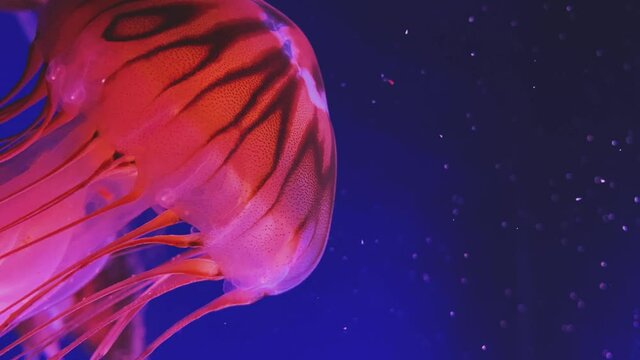 Jellyfish swimming in blue water. Chrysaora pacifica