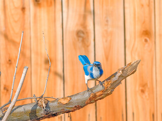 Close up photograph of a Blue Jay or Scrub Jay, Aphelocoma californica, in a garden setting during Autumn.