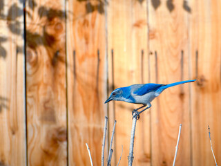 Close up photograph of a Blue Jay or Scrub Jay, Aphelocoma californica, in a garden setting during Autumn.