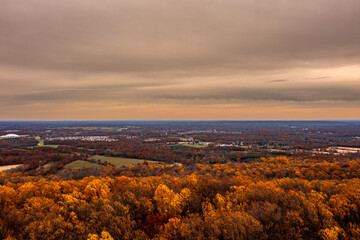 aerial view of a forest