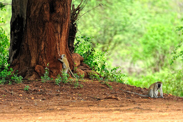 A little monkey in the leaves