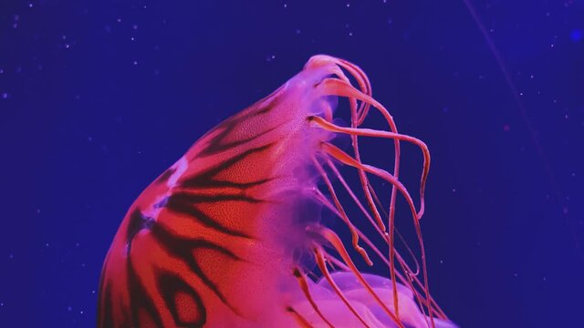 Jellyfish swimming in blue water. Chrysaora pacifica