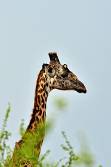 A picture of a giraffe