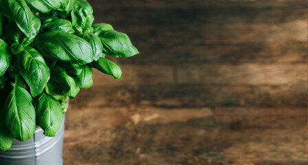 Fresh basil in a pot on dark wooden background. Natural food concept. Place for text. Front view.