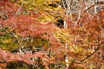 紅葉の秋