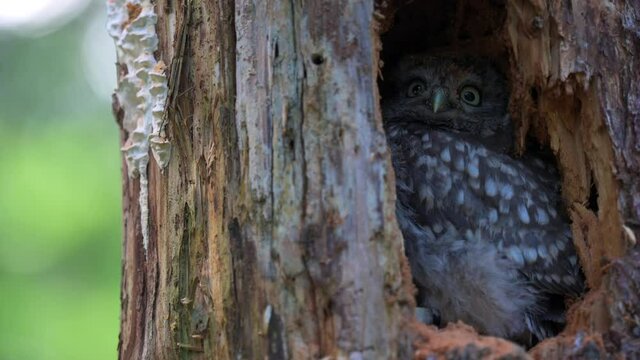 Little cute tawny owl or brown owl (Strix aluco) hidden in a hollow in a tree and looking out.
