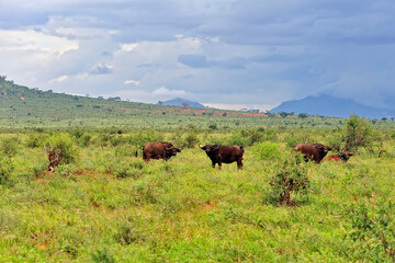A picture of some buffaloes