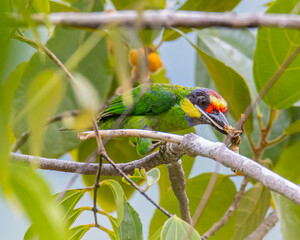Gold-Whiskered Barbet perching on fruit tree