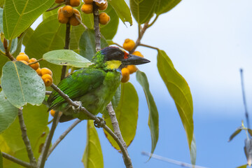 Gold-Whiskered Barbet perching on fruit tree