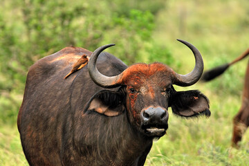 A picture of some buffaloes