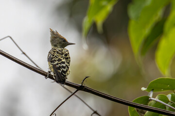 Grey and Buff Woodpecker bird perch on tree branch