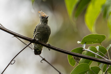 Grey and Buff Woodpecker bird perch on tree branch