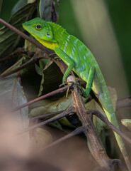 Green Lizard , Close up with a beautiful lizard , Close up view of a cute green Lizard on the wild