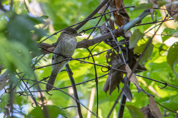 Nature wildlife bird of Red-eyed Bulbul perched at fruits tree.
