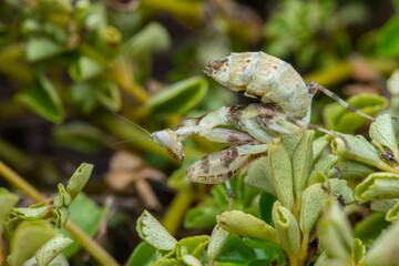 Macro image of A praying mantis (Creobroter gemmatus) with a nature green background