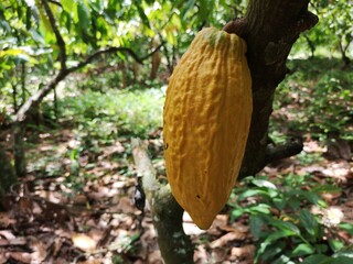 Cocoa fruit on tropical cocoa plantation in southern Bahia Brazil