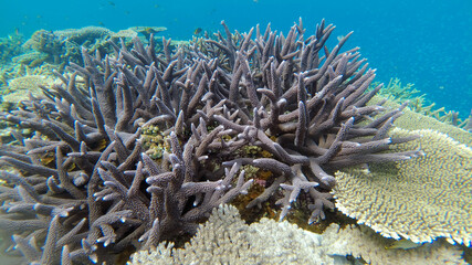 宮古島　珊瑚礁