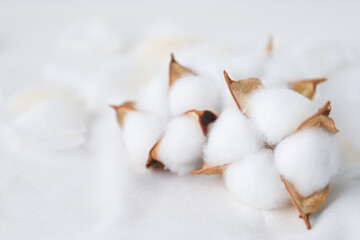 コットンフラワー