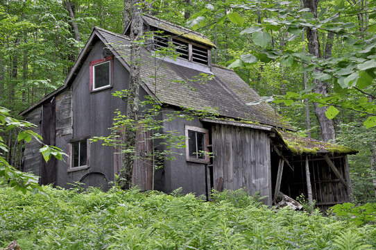 Old abandoned and dilapidated maple syrup sugar shack hidden in woods, Sugar Hill, New Hampshire.