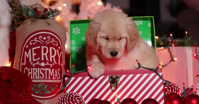 Golden retriever puppy dog sitting in a Christmas box under the tree as a surprise present