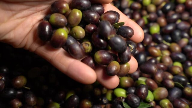 A Man's Hand Scoops Multi Colored Olives after the Harvest - Static Close Up
