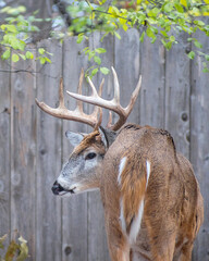 Whitetail Deer Buck - close portrait in a natural setting