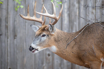 Whitetail Deer Buck - close portrait in a natural setting