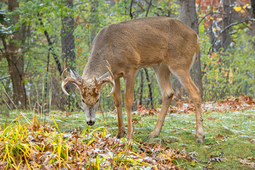 Whitetail Deer Buck - close portrait in a natural setting